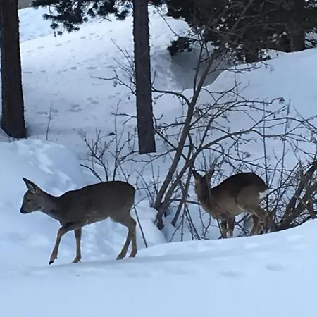 Chesa Bindschedler By Interhome Champfer