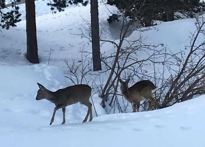 Chesa Bindschedler By Interhome Champfer